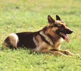 Adestramento de cães em Belém