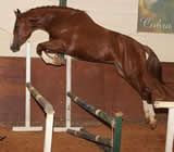 Haras e Hípicas em Belém
