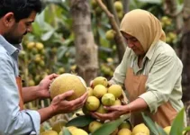 manipulação segura de açaí