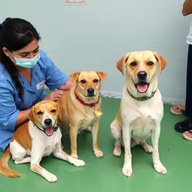 vacinação antirrábica em Belém