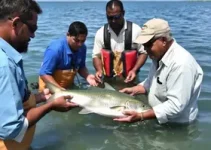 Ministério da Pesca e Aquicultura
