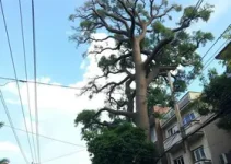 árvore gigante