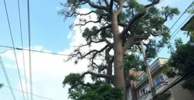 árvore gigante