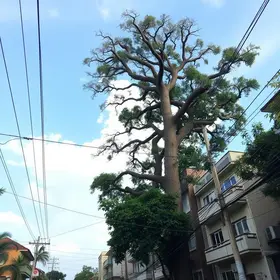 árvore gigante