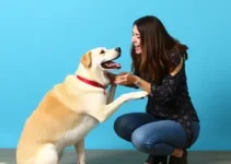 rotina verbal canina