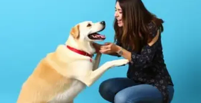 rotina verbal canina