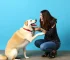rotina verbal canina