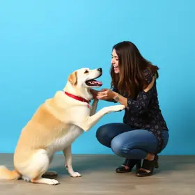 rotina verbal canina